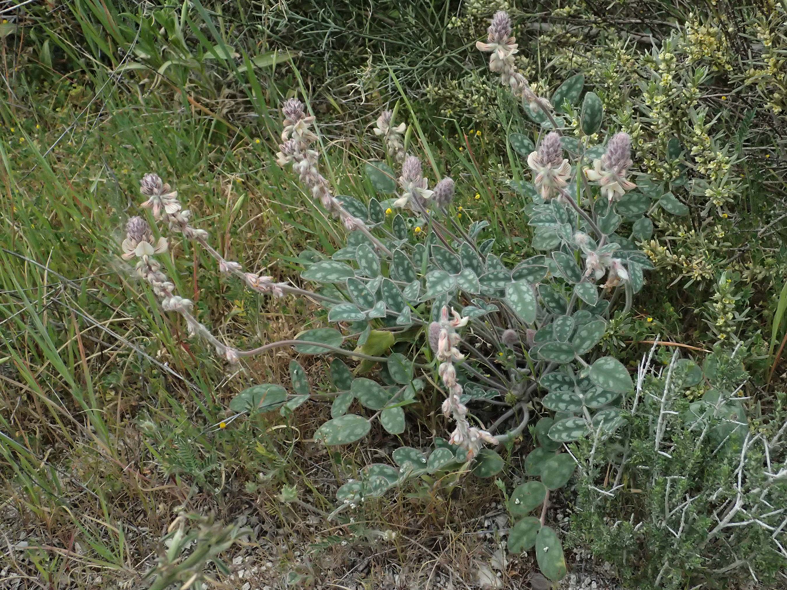 Onobrychis venosa \ Geaderte Esparsette / Veined Sainfoin, Zypern/Cyprus Tochni 21.3.2025
