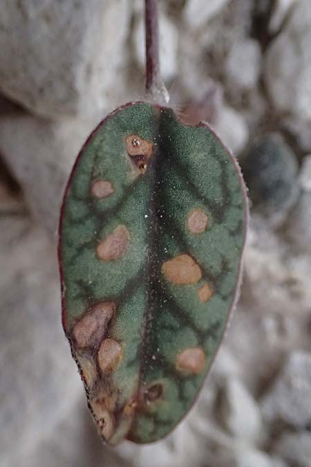 Onobrychis venosa \ Geaderte Esparsette / Veined Sainfoin, Zypern/Cyprus Governor's Beach 25.3.2025