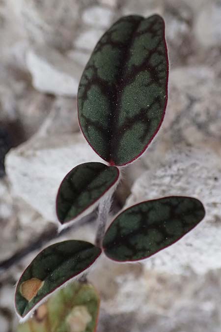Onobrychis venosa \ Geaderte Esparsette / Veined Sainfoin, Zypern/Cyprus Governor's Beach 25.3.2025