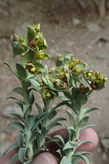 Euphorbia veneris \ Aphrodite-Wolfsmilch / Aphrodite's Spurge, Zypern/Cyprus Platres 28.3.2025