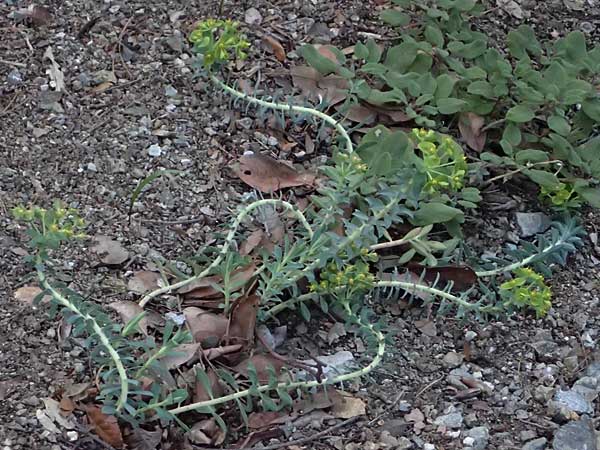 Euphorbia veneris \ Aphrodite-Wolfsmilch / Aphrodite's Spurge, Zypern/Cyprus Platres 28.3.2025