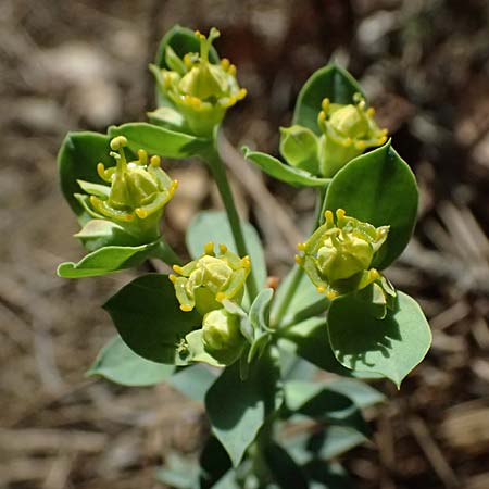 Euphorbia veneris \ Aphrodite-Wolfsmilch / Aphrodite's Spurge, Zypern/Cyprus Platres 28.3.2025