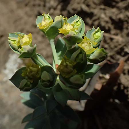 Euphorbia veneris \ Aphrodite-Wolfsmilch / Aphrodite's Spurge, Zypern/Cyprus Platres 28.3.2025