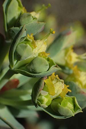 Euphorbia veneris \ Aphrodite-Wolfsmilch / Aphrodite's Spurge, Zypern/Cyprus Platres 28.3.2025