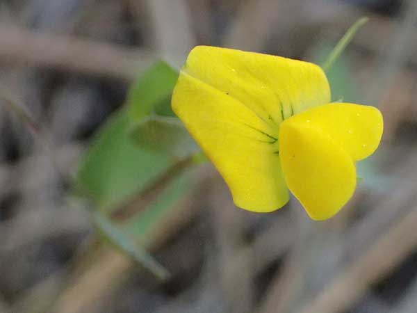 Lathyrus aphaca \ Ranken-Platterbse, Zypern Lagoudera 26.3.2025