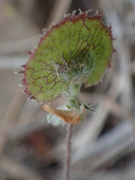 Hymenocarpos circinnatus \ Pfennig-Klee / Disk Trefoil, Zypern/Cyprus Lagoudera 26.3.2025