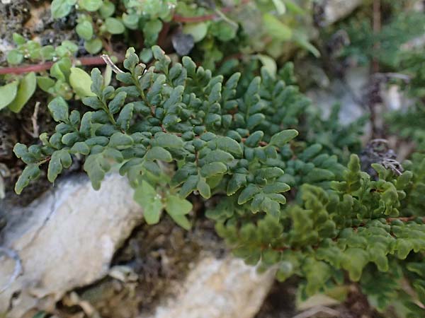 Cheilanthes acrostica \ Mauer-Lippenfarn / Scented Lip Fern, Zypern/Cyprus Anogyra 29.3.2025