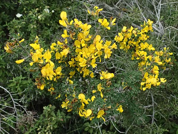 Calicotome villosa \ Behaarter Dorn-Ginster / Hairy Thorny Broom, Zypern/Cyprus Akamas, Neo Chorio 20.3.2025