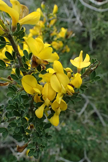 Calicotome villosa \ Behaarter Dorn-Ginster / Hairy Thorny Broom, Zypern/Cyprus Akamas, Neo Chorio 20.3.2025
