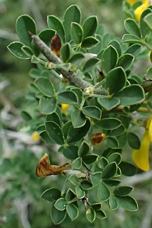 Calicotome villosa \ Behaarter Dorn-Ginster / Hairy Thorny Broom, Zypern/Cyprus Akamas, Neo Chorio 20.3.2025