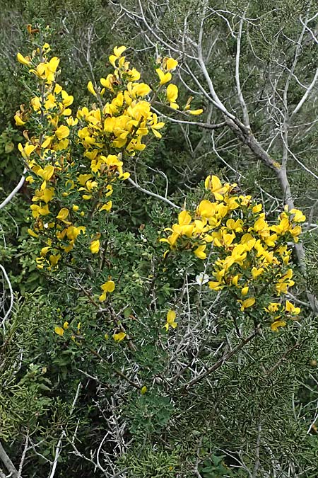 Calicotome villosa \ Behaarter Dorn-Ginster / Hairy Thorny Broom, Zypern/Cyprus Akamas, Neo Chorio 20.3.2025