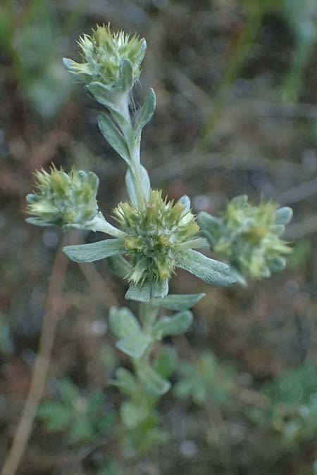 Filago eriocephala \ Wollk�pfige Filzkraut, Zypern Akrotiri 23.3.2025