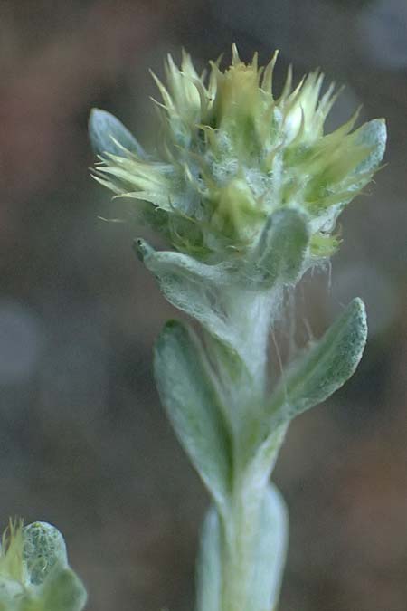 Filago eriocephala \ Wollk�pfige Filzkraut, Zypern Akrotiri 23.3.2025