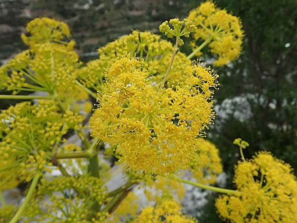 Ferula communis \ Riesen-Fenchel, Gemeines Rutenkraut / Giant Fennel, Zypern/Cyprus Prov. Paphos, Episkopi 31.3.2025