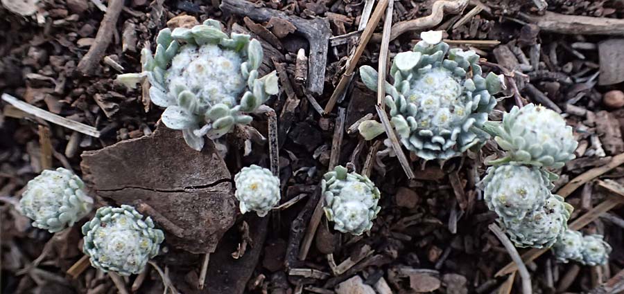 Filago eriosphaera / Tiny Cudweed, Cyprus Pegeia 30.3.2025