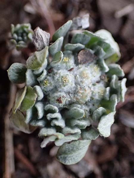 Filago eriosphaera / Tiny Cudweed, Cyprus Pegeia 30.3.2025