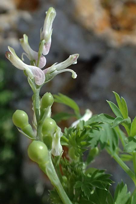 Fumaria macrocarpa \ Gro&szlig;fr&uuml;chtiger Erdrauch / Large-Fruited Fumitory, Zypern/Cyprus Akamas, Neo Chorio 20.3.2025