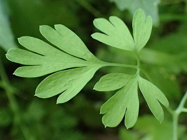 Fumaria macrocarpa \ Gro&szlig;fr&uuml;chtiger Erdrauch / Large-Fruited Fumitory, Zypern/Cyprus Avakas Gorge 22.3.2025