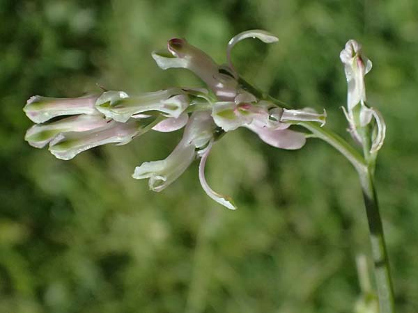 Fumaria macrocarpa \ Gro&szlig;fr&uuml;chtiger Erdrauch / Large-Fruited Fumitory, Zypern/Cyprus Avakas Gorge 22.3.2025