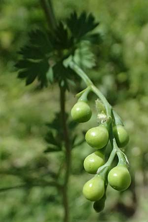 Fumaria macrocarpa \ Gro&szlig;fr&uuml;chtiger Erdrauch / Large-Fruited Fumitory, Zypern/Cyprus Avakas Gorge 22.3.2025