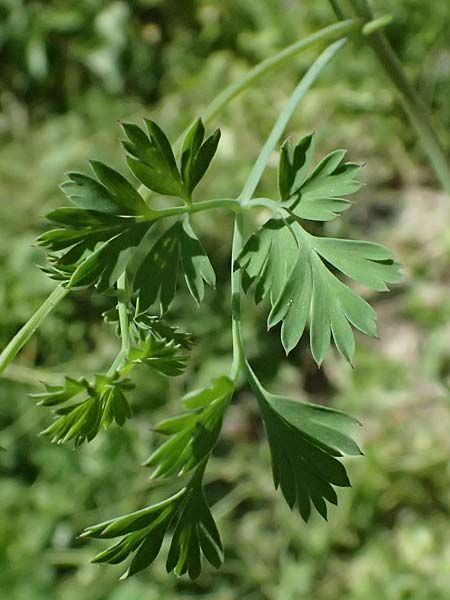 Fumaria macrocarpa \ Gro&szlig;fr&uuml;chtiger Erdrauch / Large-Fruited Fumitory, Zypern/Cyprus Avakas Gorge 22.3.2025