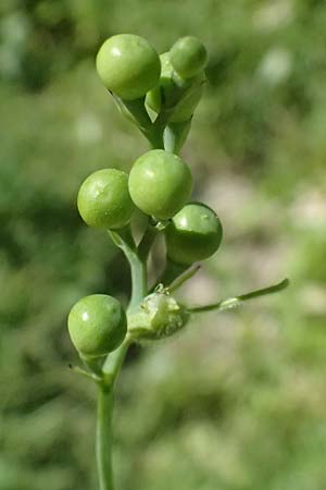 Fumaria macrocarpa \ Gro&szlig;fr&uuml;chtiger Erdrauch / Large-Fruited Fumitory, Zypern/Cyprus Avakas Gorge 22.3.2025