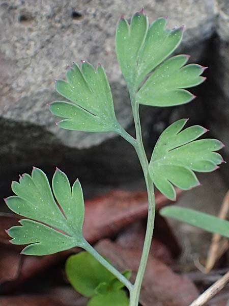 Fumaria macrocarpa \ Gro&szlig;fr&uuml;chtiger Erdrauch / Large-Fruited Fumitory, Zypern/Cyprus Xyliatos 26.3.2025