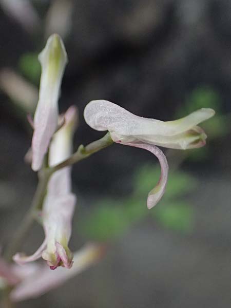 Fumaria macrocarpa \ Gro&szlig;fr&uuml;chtiger Erdrauch / Large-Fruited Fumitory, Zypern/Cyprus Xyliatos 26.3.2025