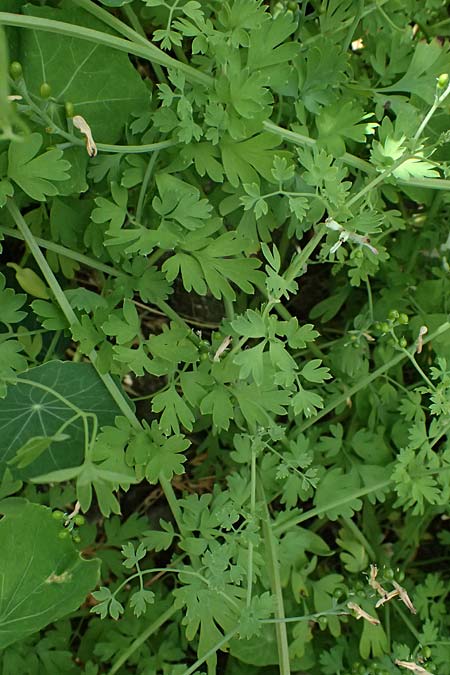 Fumaria judaica \ Jud&auml;a-Erdrauch / Judean Fumitory, Zypern/Cyprus Prov.  Paphos,  Episkopi 31.3.2025