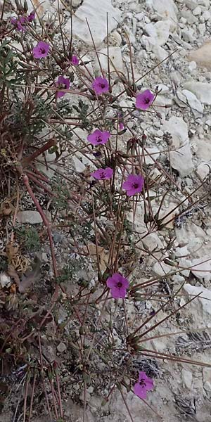 Erodium crassifolium \ Dickbl&auml;ttriger Reiherschnabel / Hoary-Leaved Heron's-Bill, Zypern/Cyprus Pissouri 20.3.2025