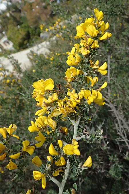Calicotome villosa \ Behaarter Dorn-Ginster / Hairy Thorny Broom, Zypern/Cyprus Pano Lefkara 25.3.2025