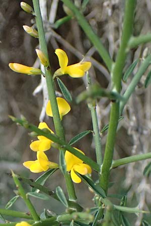 Genista fasselata subsp. crudelis \ Troodos-Ginster, Zypern Baths of Aphrodite 27.3.2025