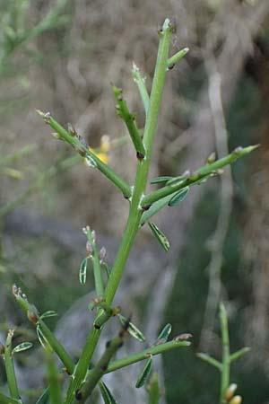 Genista fasselata subsp. crudelis \ Troodos-Ginster, Zypern Baths of Aphrodite 27.3.2025