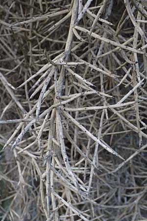 Genista fasselata subsp. crudelis \ Troodos-Ginster, Zypern Baths of Aphrodite 27.3.2025