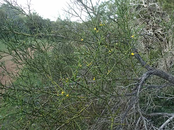 Genista fasselata subsp. crudelis \ Troodos-Ginster, Zypern Baths of Aphrodite 27.3.2025