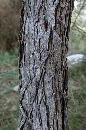 Genista fasselata subsp. crudelis \ Troodos-Ginster, Zypern Baths of Aphrodite 27.3.2025