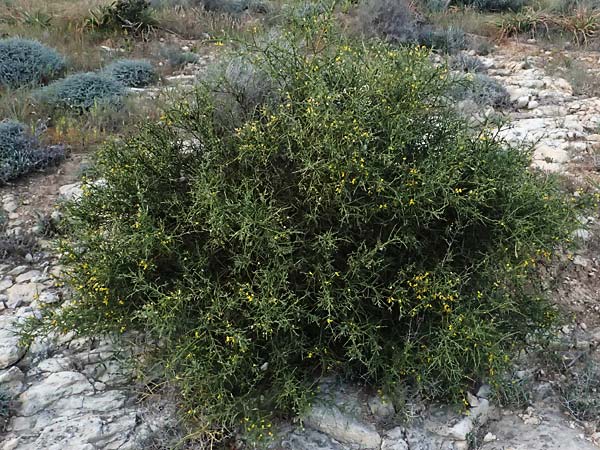 Genista fasselata subsp. crudelis \ Troodos-Ginster, Zypern Baths of Aphrodite 27.3.2025