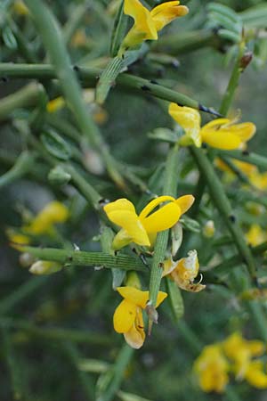 Genista fasselata subsp. crudelis \ Troodos-Ginster, Zypern Baths of Aphrodite 27.3.2025
