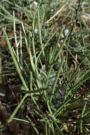 Genista fasselata subsp. crudelis \ Troodos-Ginster, Zypern Platres 28.3.2025