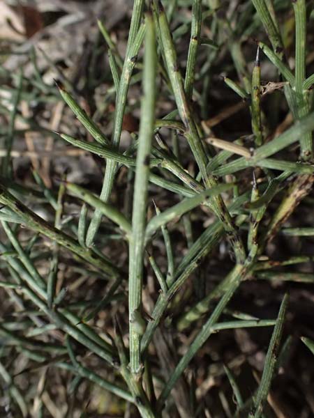 Genista fasselata subsp. crudelis \ Troodos-Ginster, Zypern Platres 28.3.2025