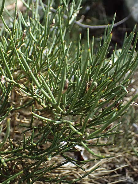 Genista fasselata subsp. crudelis \ Troodos-Ginster, Zypern Platres 28.3.2025