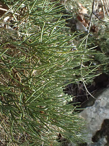 Genista fasselata subsp. crudelis \ Troodos-Ginster, Zypern Platres 28.3.2025