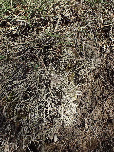 Genista fasselata subsp. crudelis \ Troodos-Ginster, Zypern Platres 28.3.2025