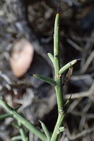 Genista fasselata subsp. crudelis \ Troodos-Ginster, Zypern Platres 28.3.2025