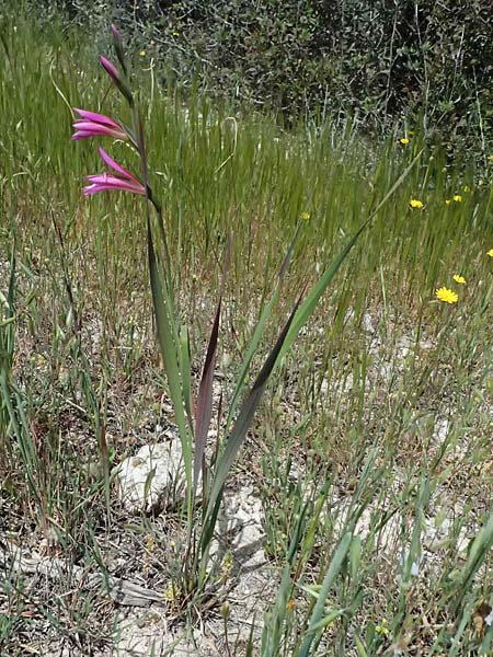 Gladiolus italicus \ Gladiole / Field Gladiolus, Zypern/Cyprus Kouklia 30.3.2025