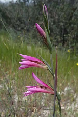 Gladiolus italicus \ Gladiole / Field Gladiolus, Zypern/Cyprus Kouklia 30.3.2025