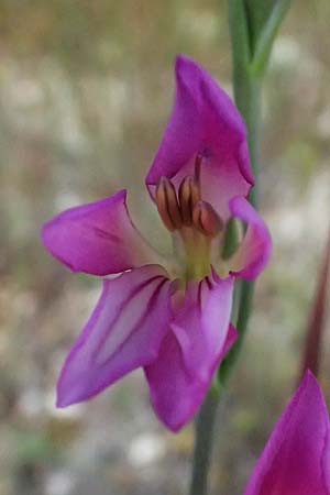 Gladiolus italicus \ Gladiole / Field Gladiolus, Zypern/Cyprus Kouklia 30.3.2025