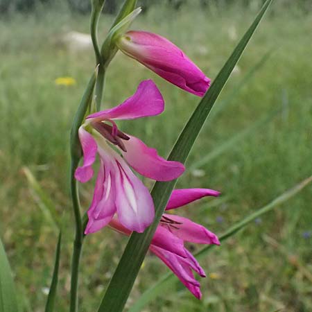 Gladiolus italicus \ Gladiole / Field Gladiolus, Zypern/Cyprus Kouklia 30.3.2025