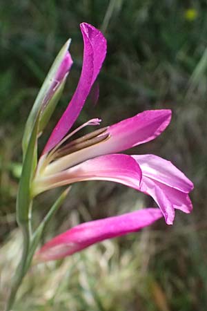 Gladiolus italicus \ Gladiole / Field Gladiolus, Zypern/Cyprus Kouklia 30.3.2025