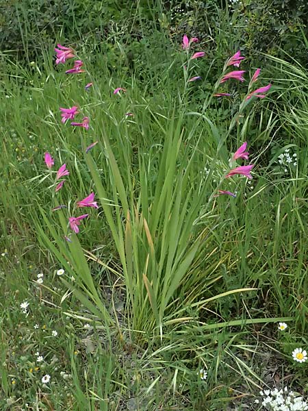 Gladiolus italicus \ Gladiole / Field Gladiolus, Zypern/Cyprus Kato Archimandrita 1.4.2025